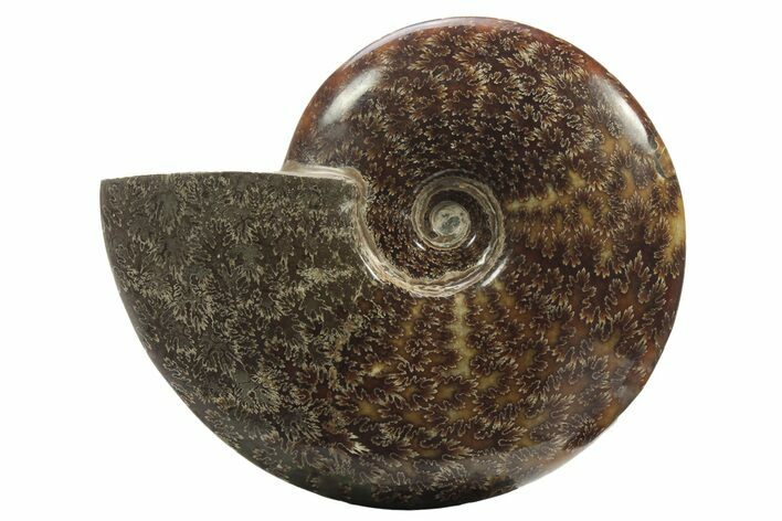 Polished Fossil Ammonite (Cleoniceras) - Madagascar #234622